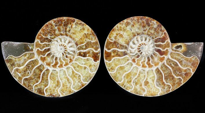 Sliced Fossil Ammonite Pair - Agatized #46505